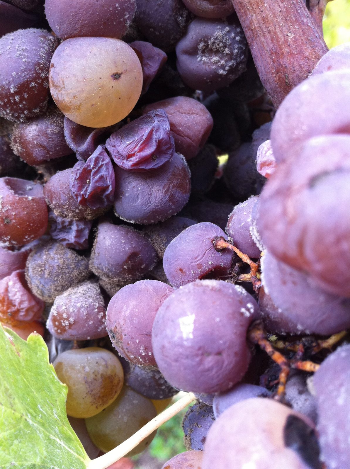 Grapes during harvest season in Sauternes, Gironde