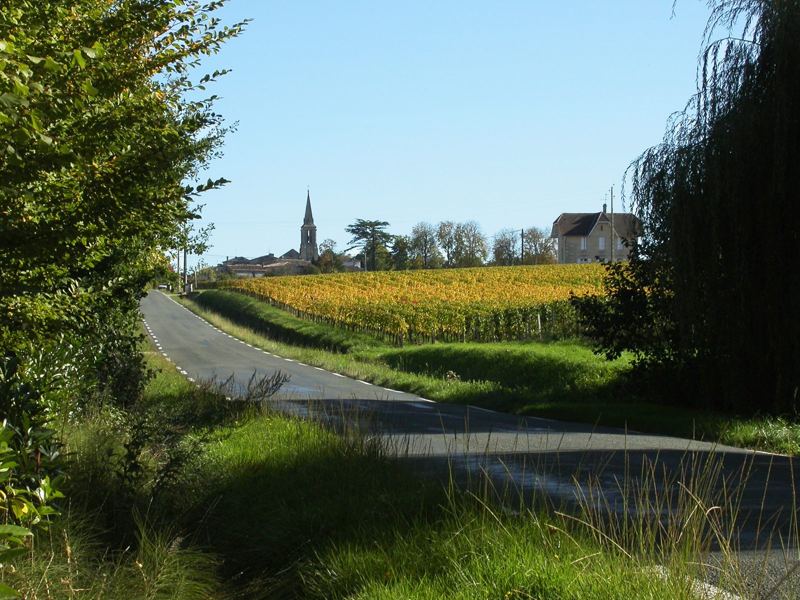 Autumn-coloured vines at Saint-Christophe-des-Bardes, Saint-Émilion